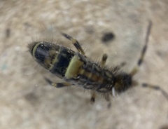 Orchesella cincta