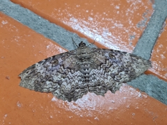 Feigeria scops
