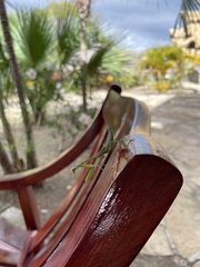 Stagmomantis nahua