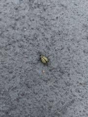 Diabrotica decempunctata