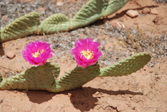 Opuntia aurea