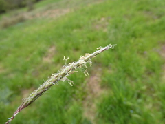 Alopecurus myosuroides