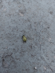 Diabrotica decempunctata