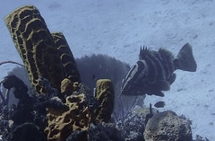 Epinephelus striatus