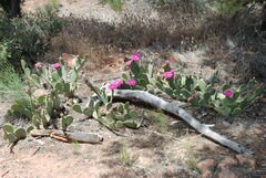 Opuntia aurea