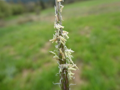 Alopecurus myosuroides