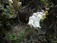 Antirrhinum molle