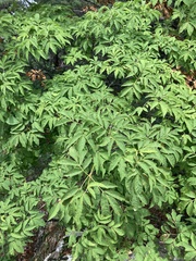 Phellodendron amurense