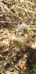 Ageratina petiolaris