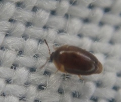 Sericoderus