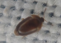 Sericoderus