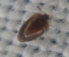 Sericoderus