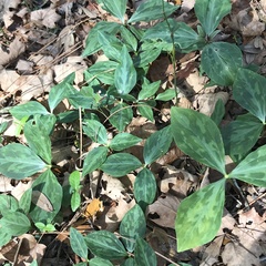 Trillium maculatum