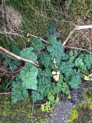 Chaerophyllum azoricum