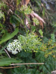 Chaerophyllum azoricum