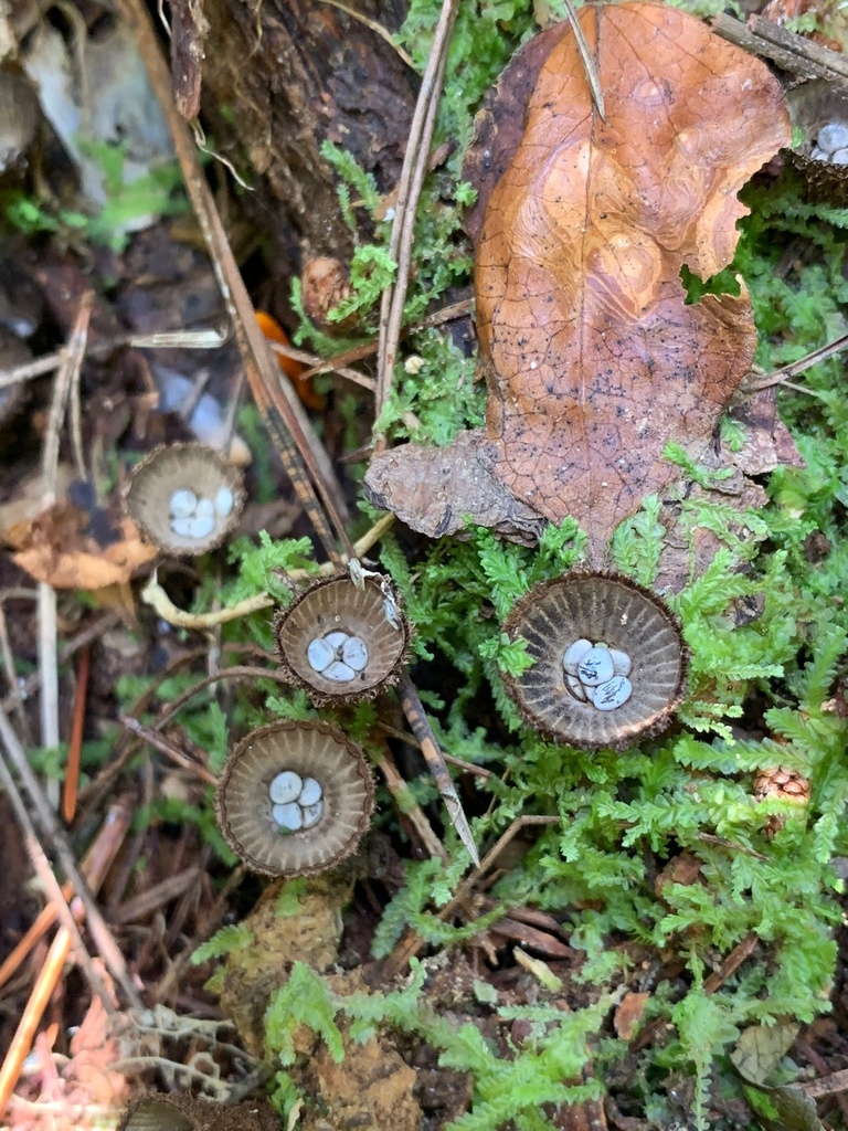 fluted bird's nest fungus from Te IkaaMāui/North Island, Wellington