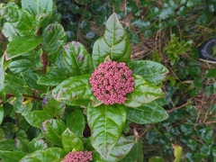 Viburnum treleasei