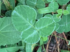 Desmodium rotundifolium