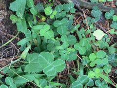 Desmodium rotundifolium