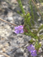 Hemigenia purpurea
