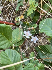 Rubus affinis