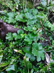 Ranunculus cortusifolius