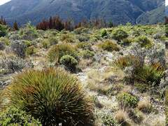 Aciphylla aurea