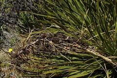 Aciphylla aurea