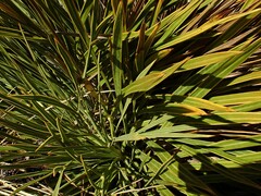 Aciphylla aurea