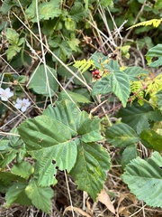 Rubus affinis