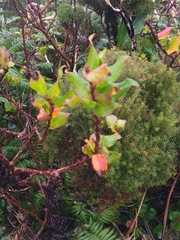 Vaccinium cylindraceum