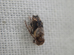 Pogonocherus hispidus