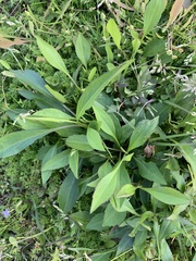 Rudbeckia texana