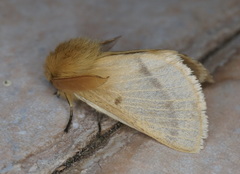 Lemonia pauli