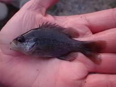 Lepomis miniatus