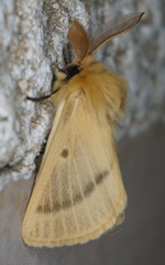 Lemonia pauli