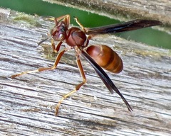 Polistes rubiginosus