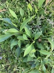 Rudbeckia texana