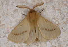 Lemonia pauli