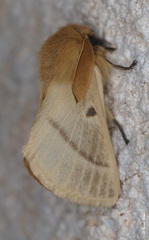 Lemonia pauli