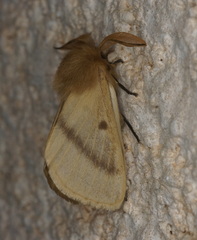 Lemonia pauli