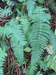 Blechnum occidentale