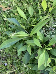 Rudbeckia texana
