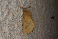 Lemonia pauli