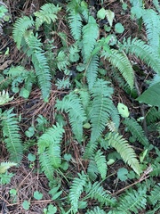 Blechnum occidentale