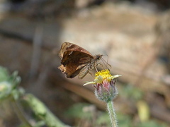 Nisoniades macarius