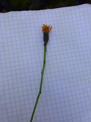 Crepis aurea