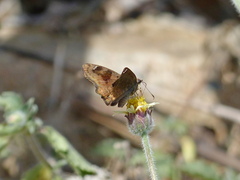 Nisoniades macarius