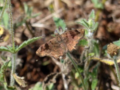 Nisoniades macarius