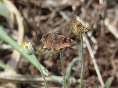 Nisoniades macarius